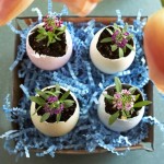 Flowers in an eggshell: 23 examples of Easter and spring creativity