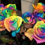 Presents for mom: Multi-colored roses