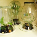 How to make a terrarium for mother’s day plants